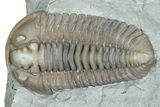 Two Flexicalymene Trilobite Fossils - Mt Orab, Ohio #375319-1